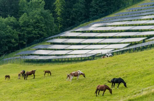 Pferde grasen neben einer Photovoltaik-Anlage