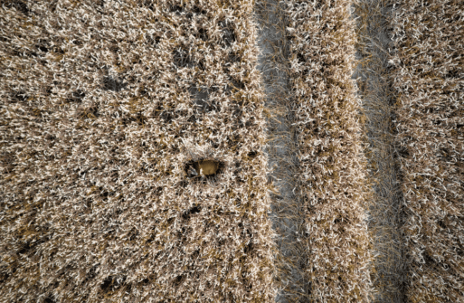 Rehkitz versteckt im Feld