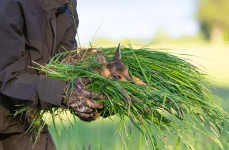 Rettung eines im Gras versteckten Rehkitzes