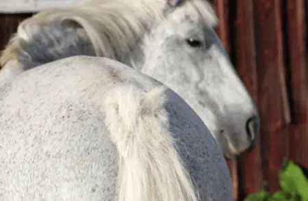 Aufgescheuerter Schweif nach einer Pfriemenschwanz-Infektion