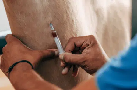 Infektionskrankheiten bei Pferden