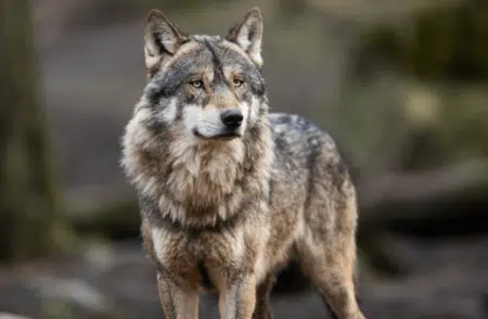 Forderungen des Bauernverbandes zum Wolfsgipfel